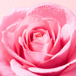 Nuxe Very Rose Hassas Temizleme Yağı 150 ml - 4