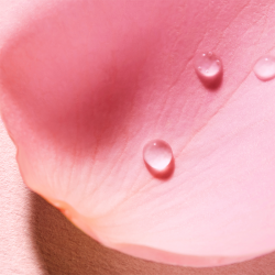 Nuxe Very Rose Parfume Sprey 100 ml - 1