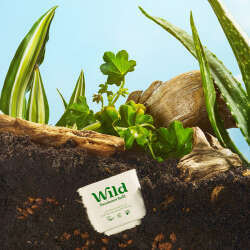 Wild Refill Yedek Stick Deodorant İçi Doğal Formül - Honey - Cactus Flower 40 g - 6