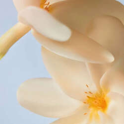 Yves Rocher Monoi Parfümlü Vücut Spreyi 125 ml - 8