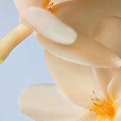 Yves Rocher Monoi Peelingli Duş Yağı 150 ml - 5