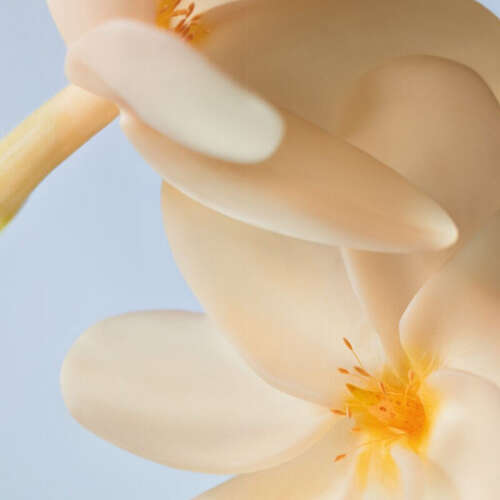 Yves Rocher Monoi Saç ve Vücut Şampuanı 400 ml - 9