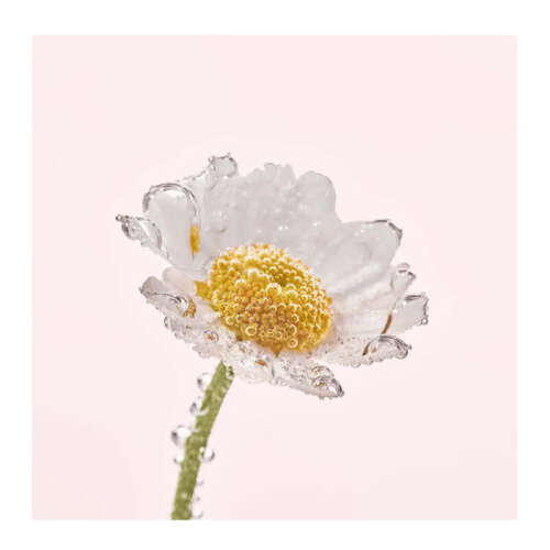 Yves Rocher Pure Camomile Yüz Temizleme Sütü 200 ml - 4