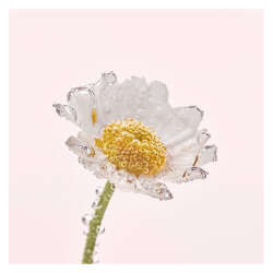 Yves Rocher Pure Camomile Yüz Yıkama Makyaj Temizleme Yağı 150 ml - 5