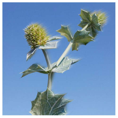 Yves Rocher Solaire Peau Parfaite Spf50+ Parlama Karşıtı Yüz Kremi 40 ml - 8